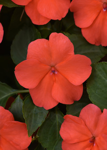 Impatiens Beacon Salmon 48 plants per tray (Reg. 39.92)